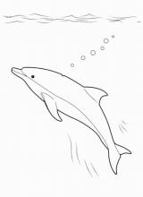 Раскраска "Дельфин"