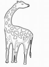 Раскраска "Жираф"