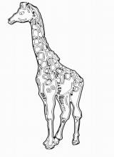 Раскраска "Жираф"