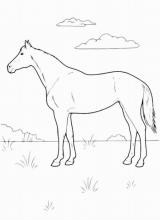 Раскраска "Лошадь"