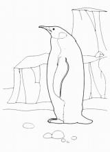 Раскраска Пингвин
