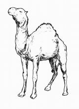 Раскраска "Верблюд"
