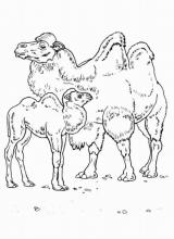 Раскраска "Верблюд"
